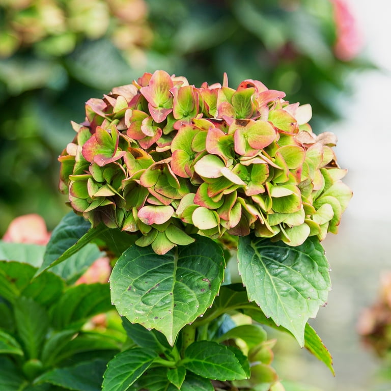 Southern Living Heart Throb Hydrangea Live Shrub in 2-Gallon