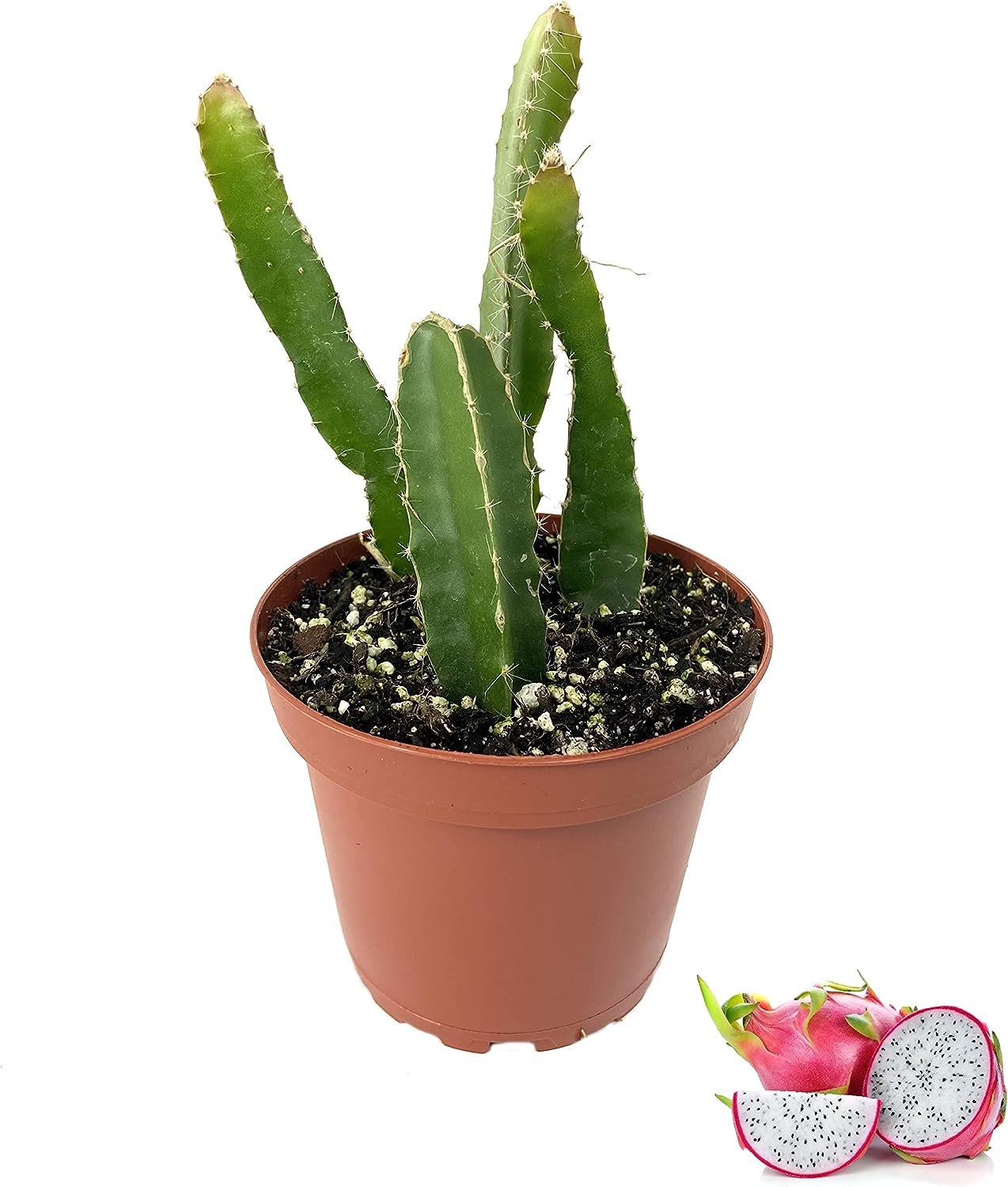 Dragon Fruit Tree - 3 Live Plants in 4 Inch Pots - Hylocereous Undatus - Edible Tropical Fruit Plant from Florida