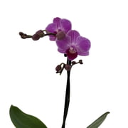 Piccola Surprise Moth Orchid Plant - Phalaenopsis - 3.5 Pot - Dwarf Variety