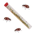 thumbnail image 5 of Insect Lore Live Ladybug Growing Kit - Ladybug Land Habitat with 10-15 Live Pink Spotted Ladybug Larvae - Raise, Observe and Release Ladybugs, 5 of 7