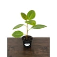 thumbnail image 5 of MicroStarts Live Ficus Variety Pack - 4 Ficus Plants in 4 inch pots, 5 of 6