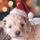 thumbnail image 5 of Sombreros navideños para mascotas Fnyoxu, sombreros navideños para perros y mascotas pequeñas, decoraciones para fiestas, lindos atuendos de fiesta para el día de Navidad., 5 of 6