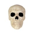 thumbnail image 1 of Skull Décor, 1 of 6