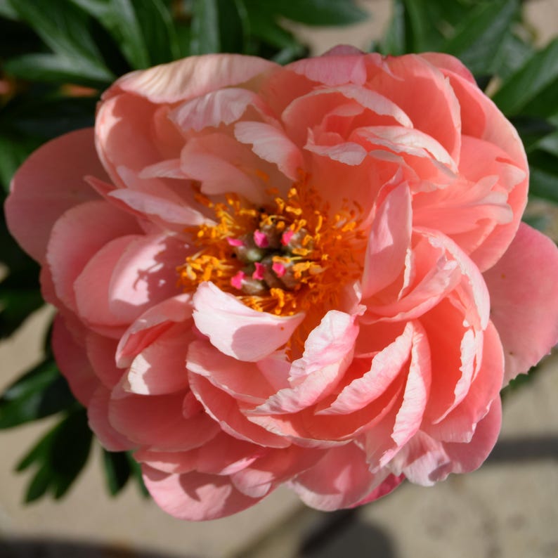 10 Seeds Pink Coral Peony - Heirloom Peony Seeds for Garden Blooms