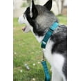 thumbnail image 2 of HSHDLDF Teal Martingale Heavy Duty Nylon Dog Collar 21 Vibrant Color Options (3/4 Inch Width, Small), 2 of 7
