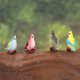thumbnail image 4 of unbranded 8Ud Decorativas De Pájaros De Resina Estables Y Duraderas Para Y Jardín, 4 of 7
