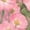 Rose Red, variant on Women's Vintage Rectangle Framed Pink Wild Rose Vine Floral Graphic V-Neck Sleeveless T-Shirt Lightweight Soft Spring Summer Relaxed Fit Casual Daily Tank Top