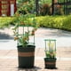 thumbnail image 4 of Enrejado Plantas Tomate para Jardín Jaula Redonda Tomates Columna Plástico Soporte Vid, 4 of 9