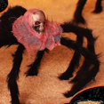 thumbnail image 3 of Decoraciones de arañas gigantes de Halloween, accesorios de arañas falsas aterradoras para decoración de Casa Encantada de Halloween, 3 of 5
