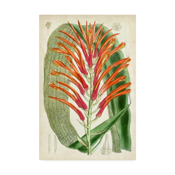 Trademark Fine Art 'Tropical Gems VI' Canvas Art by Curtis