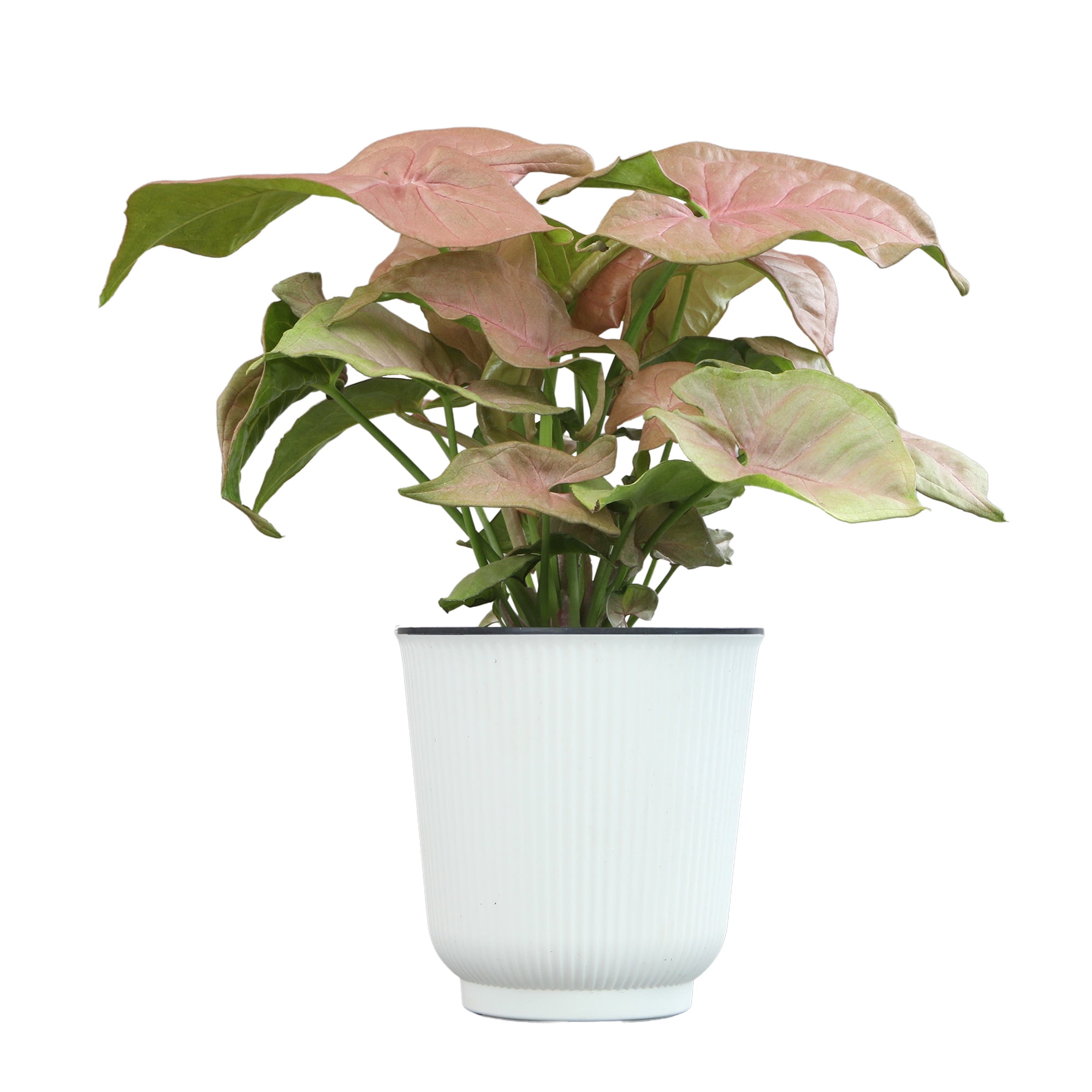 Syngonium Neon Robusta | Houseplant Vine | 4.25in. Decor Pot; Indirect Light | Element by Altman Plants