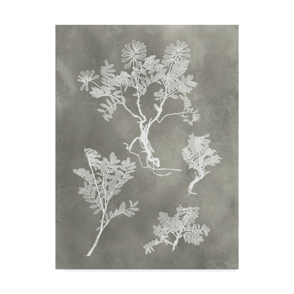Trademark Fine Art 'Herbarium Study II' Canvas Art by Vision Studio