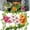 Phalaenopsis Orchid, variant on 5 Pcs Reptile Plants & Habitat Decor Kit - 3 Artificial Plants & Large 5ft Jungle Vine Branch, Amphibian Habitat Hideout Tank Decorations fit Crested Gecko Leopard Lizard Chameleon Ball Python Frog