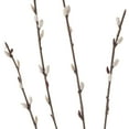 thumbnail image 2 of 18 Pack: Pussy Willow Stem by Ashland, 2 of 3