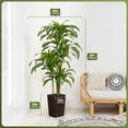 thumbnail image 3 of Artificial Dracaena Tree 6FT - UV Resistant Faux Tree with Large Taper Planter & Pebbles - Tall Fake Plants Indoor & Outdoor, Potted Floor Plant for Home Living Room Porch Decor, VN127, 3 of 18