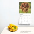 thumbnail image 3 of Cavalier King Charles Spaniels 2025 12 X 24 Inch Monthly Square Wall Calendar Plastic-Free, (Paperback), 3 of 9