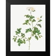 thumbnail image 2 of Redoute, Pierre Joseph 12x14 Black Modern Framed Museum Art Print Titled - White Sweetbriar, Wild Rose of Valiant, Rosa rubignosa vaillantiana, 2 of 5