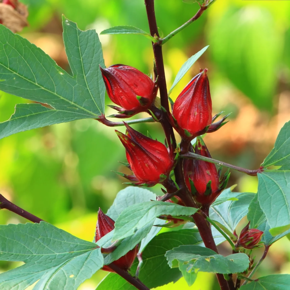 2 Cranberry Hibiscus Plants Live, Hibiscus Flower Plants, Outdoor Growing From 5 Inches