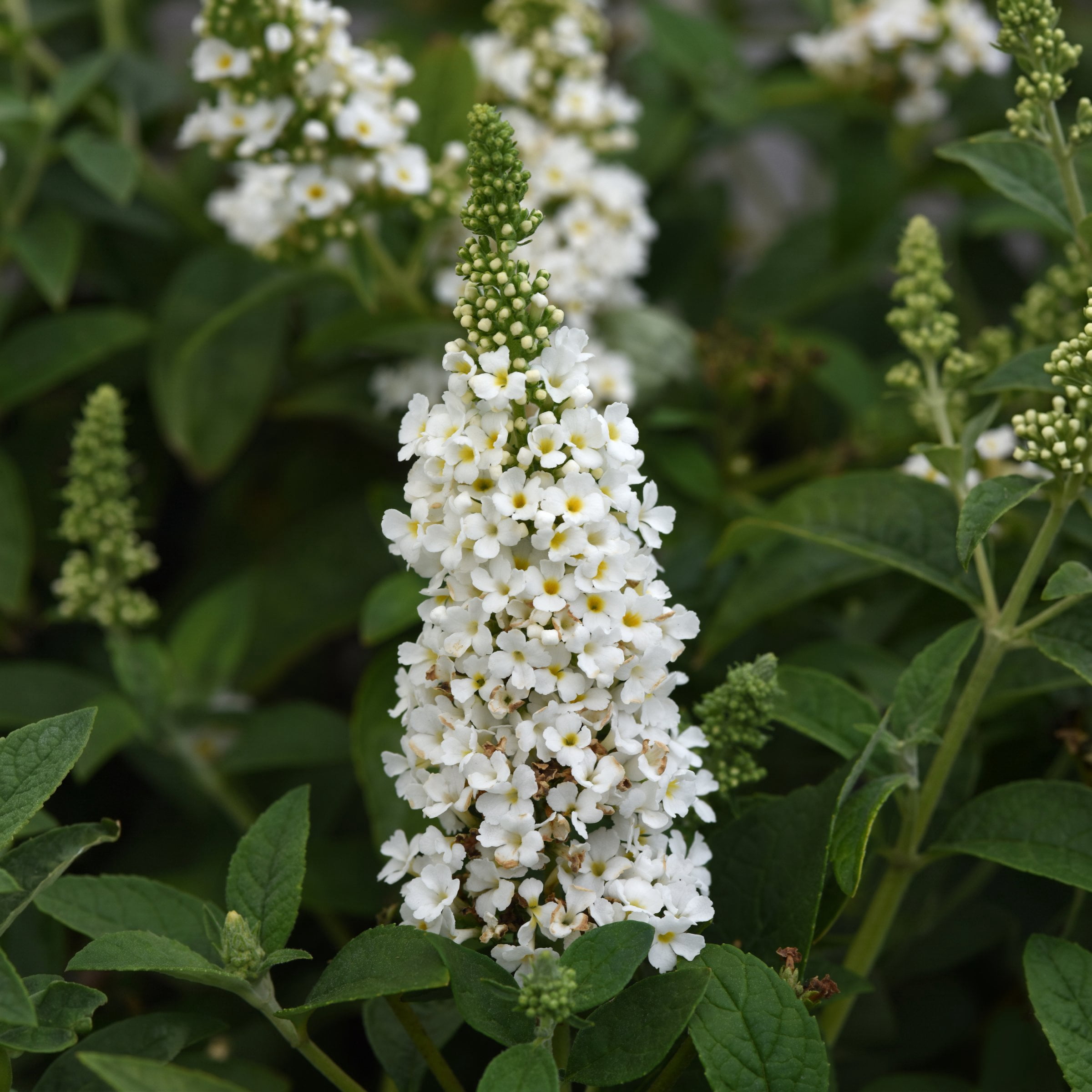 National Plant Network 3.25 in. Buddleia Chrysalis White