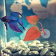 thumbnail image 1 of HOOWIFFY Para Acuario Con Hoja De Silicona Multifuncional Para Descanso Y Cría De Peces Betta, 1 of 6