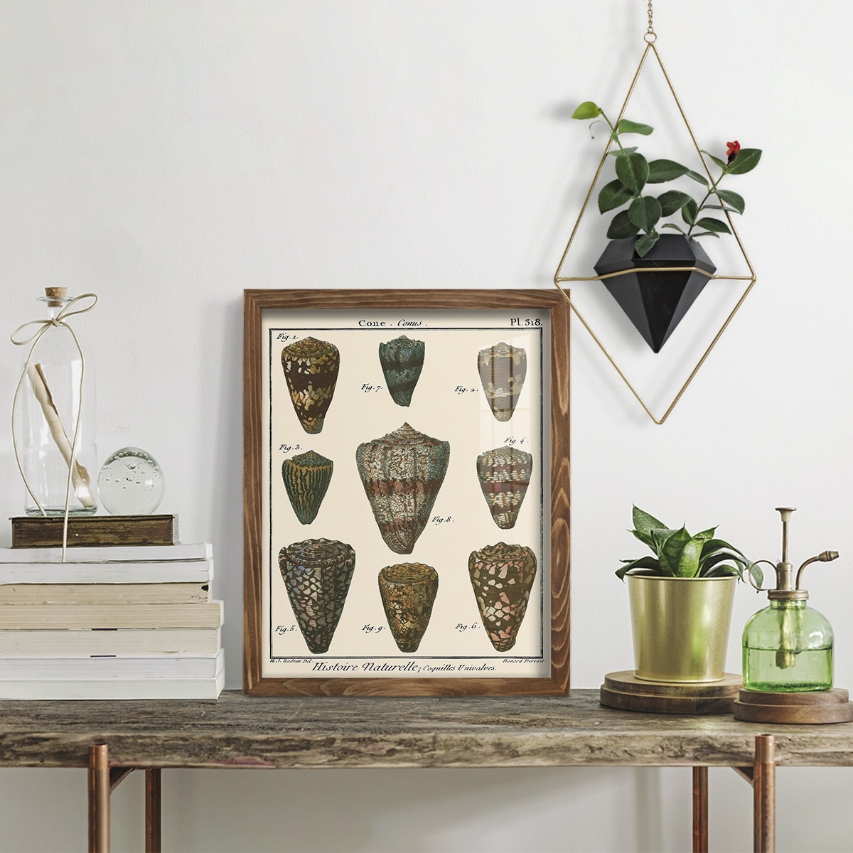 Cone Shell pl. 318 -Framed Print w/glass-Walnut