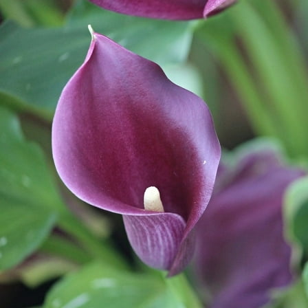 Accent Calla Lily Bulb 14/16cm - Rich Purple