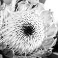 thumbnail image 3 of Urban Epiphany 15x15 Black Modern Framed Museum Art Print Titled - Protea Close Up, 3 of 5