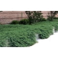 thumbnail image 4 of Blue Pacific Juniper - 4" pot- Juniperus - Outdoors or Bonsai, 4 of 4