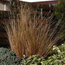 Carex Buchananii Red Rooster Ornamental Grass Plant Seeds - 400 Seeds