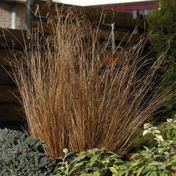Carex Buchananii Red Rooster Ornamental Grass Plant Seeds - 400 Seeds