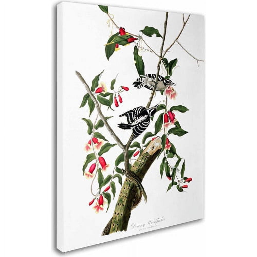 Trademark Fine Art "Downy Woodpecker" Canvas Art by John James Audubon