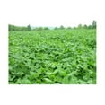 thumbnail image 3 of Biologic 1108413 1 Acre 8 lbs Non-Typical Clover Plants, 3 of 4