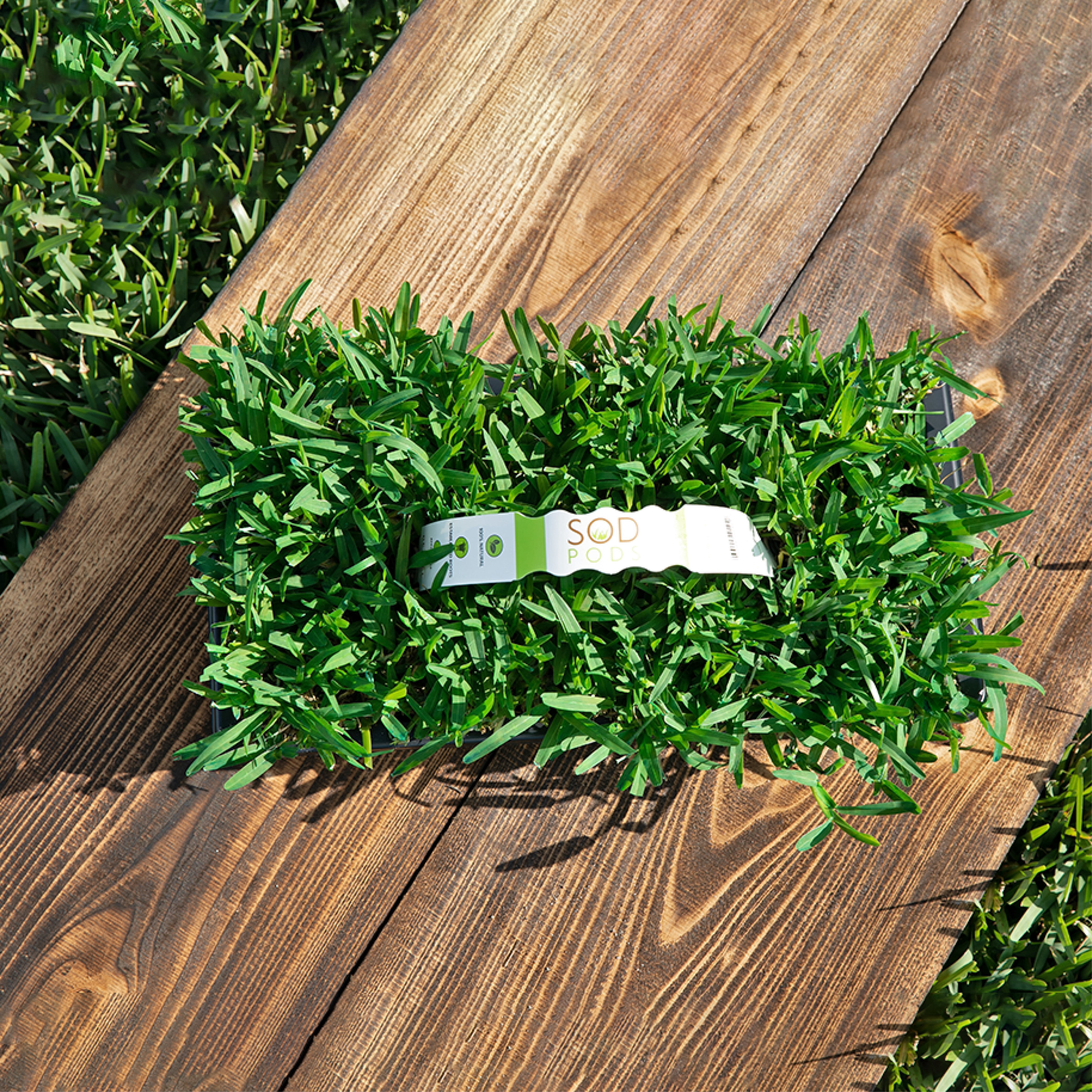 SodPods St Augustine Seville Grass Plugs (64 Count) Natural, Affordable Lawn Improvement