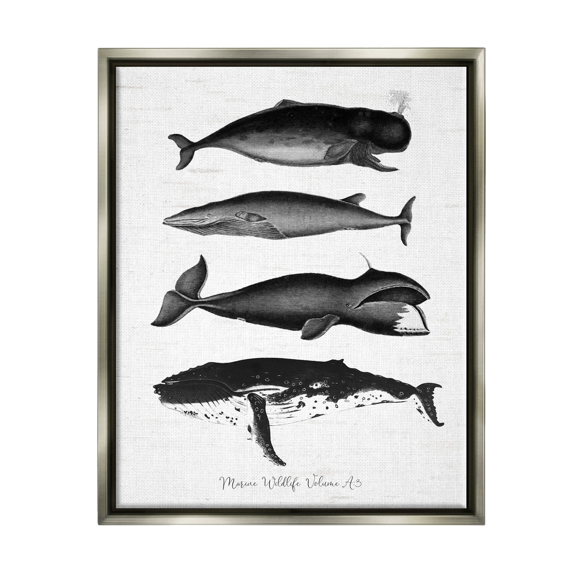 Stupell Industries Marine Wildlife Whales Drawings Diagram Weathered Pattern Graphic Art Luster Gray Floating Framed Canvas Print Wall Art, Design by Lettered and Lined