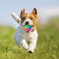 thumbnail image 4 of FineInno 2 Pack Light Up Dog Balls Glitter Bouncy Balls Glow in the Dark Juguetes interactivos para mascotas para cachorros, gatos, perros Ormromra WMXL-124-4, 4 of 6