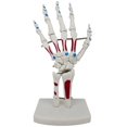 thumbnail image 1 of Skeleton Hand Model, Hand Joint Model, with Wrist, Ulna, Hinged Hand , Palmar Anatomy Muscle Model, 1 of 6
