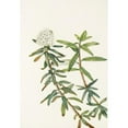 thumbnail image 2 of Mary Vaux Walcott 14x18 Black Ornate Wood Framed Double Matted Museum Art Print Titled - Labrador-Tea. (Ledum Groenlandicum) (1925), 2 of 5