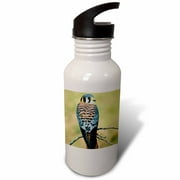Male American Kestrel bird - NA02 AJE0261 - Adam Jones 21 oz Sports Water Bottle wb-83579-1
