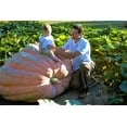 thumbnail image 6 of TomorrowSeeds - Dill's Atlantic Giant Pumpkin Seeds - 30+ Count - For 2025 Planting Heirloom Carving, 6 of 9
