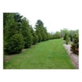 Thuja Arborvitae Green Giant 10 Live Quart Size Plants Privacy