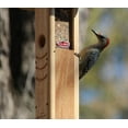 thumbnail image 2 of Kettle Moraine Cedar Woodpecker Feeder, 2 of 6