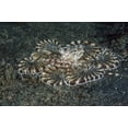 thumbnail image 2 of Shimlock, Jones 32x23 Black Ornate Wood Framed with Double Matting Museum Art Print Titled - Indonesia, Lembeh Strait Close-up of octopus, 2 of 4