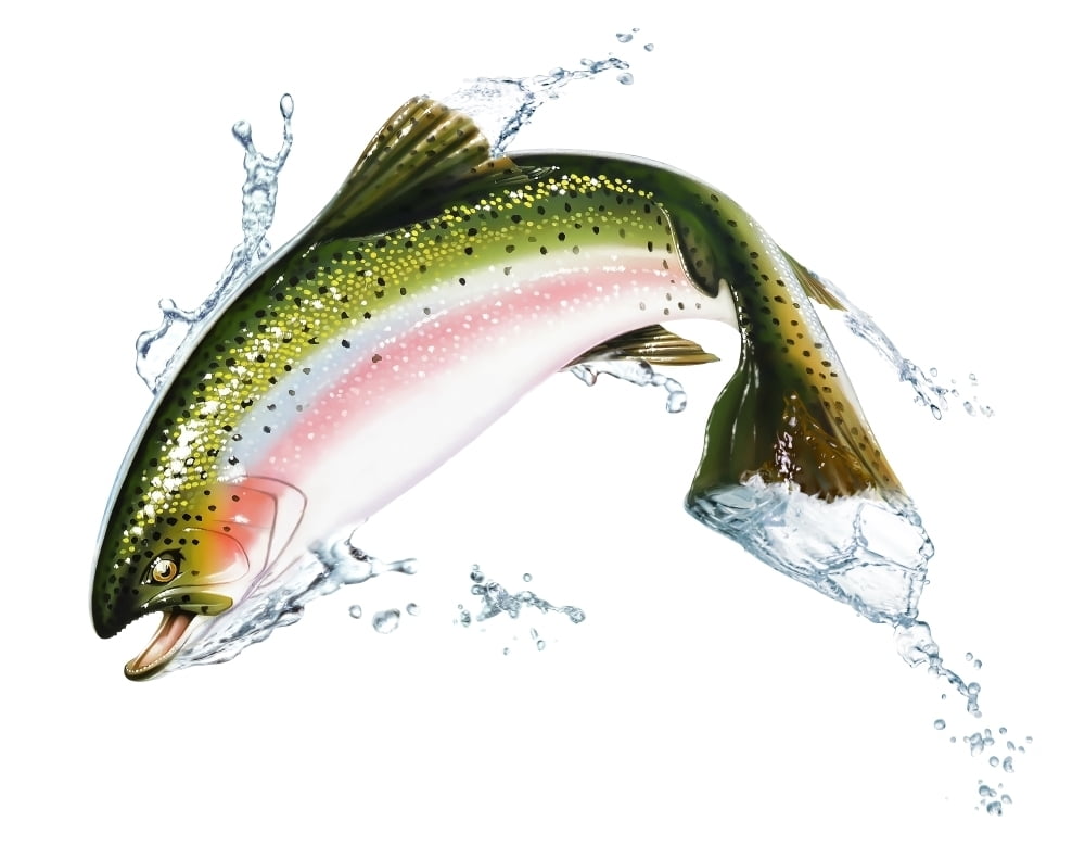 A pink salmon jumping out of the water Poster Print (32 x 25) - Walmart
