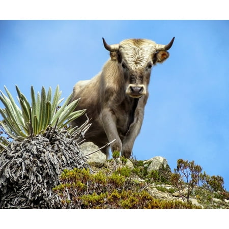 Canvas Print Animal Cattle Sky Hill Charolais Nature Bull Stretched Canvas 10 x