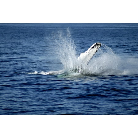 Sea Whales - Framed Art for Your Wall Humbug Sea Whale Big Fish Fin 10x13 Frame