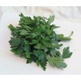 thumbnail image 3 of 1500 Graines de Persil à Feuilles Plates Petroselinum Crispum Simples Simples Graines de Persil Italien, 3 of 5