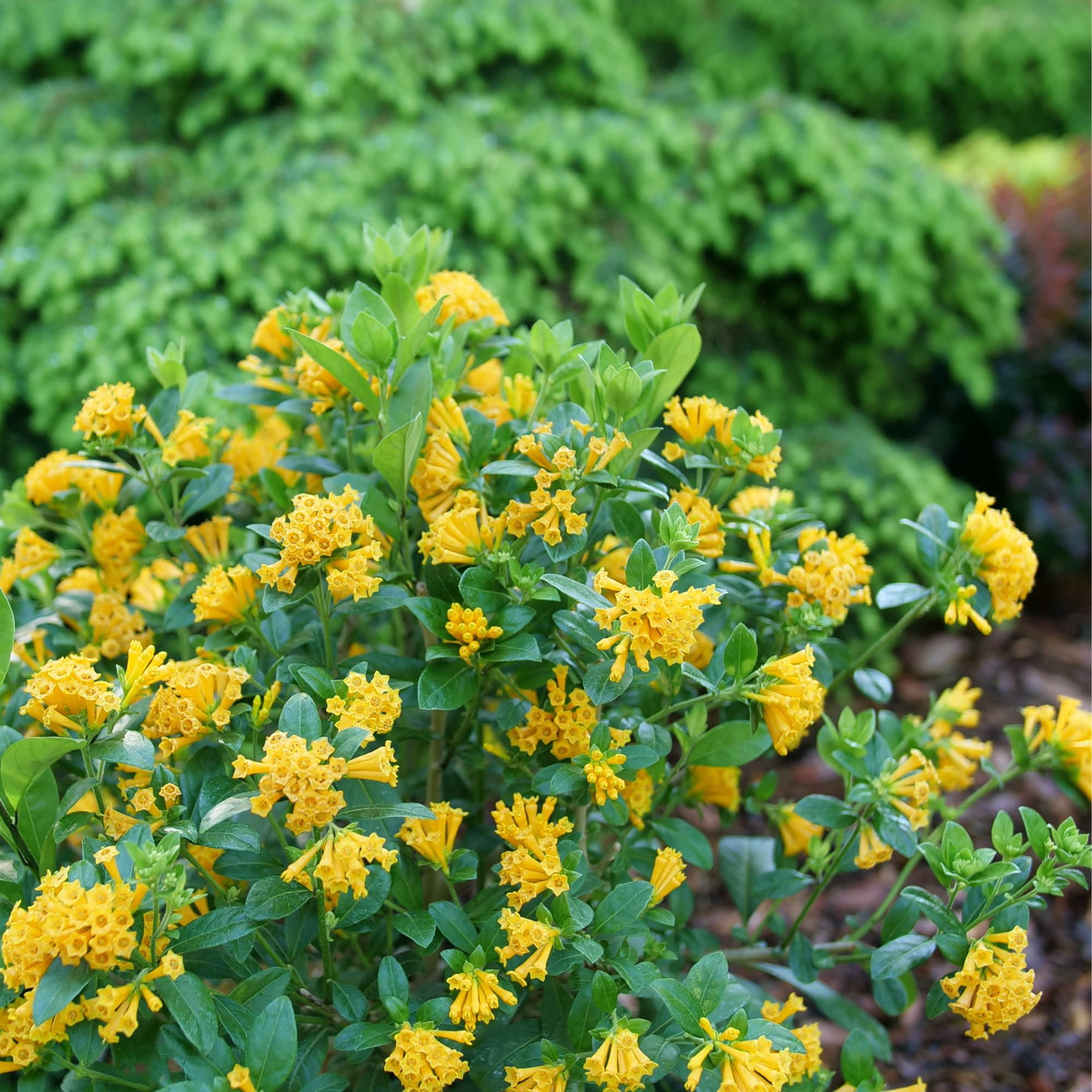 Proven Winners ColorChoice 5" Juiced Orange Jessamine Live Plant in 4.5" Pot (4 Count)