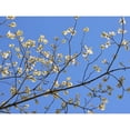 thumbnail image 3 of Chandler, Sharon 24x19 Black Modern Framed Museum Art Print Titled - Petals and Sky I, 3 of 5