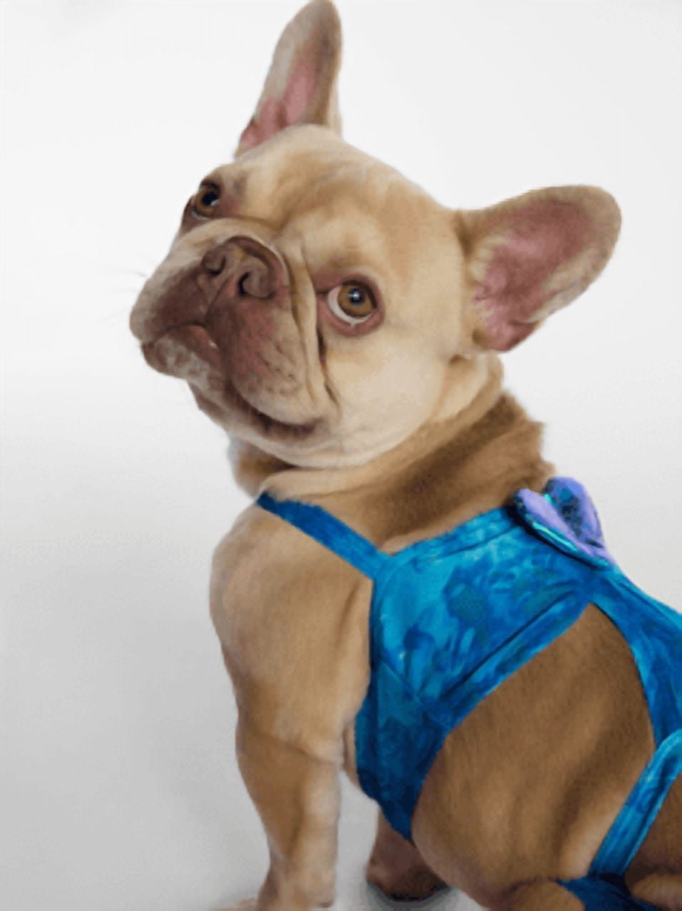 Hot Dog Summer By Megan Thee Stallion Blue Barkini Dog Bikini, Medium