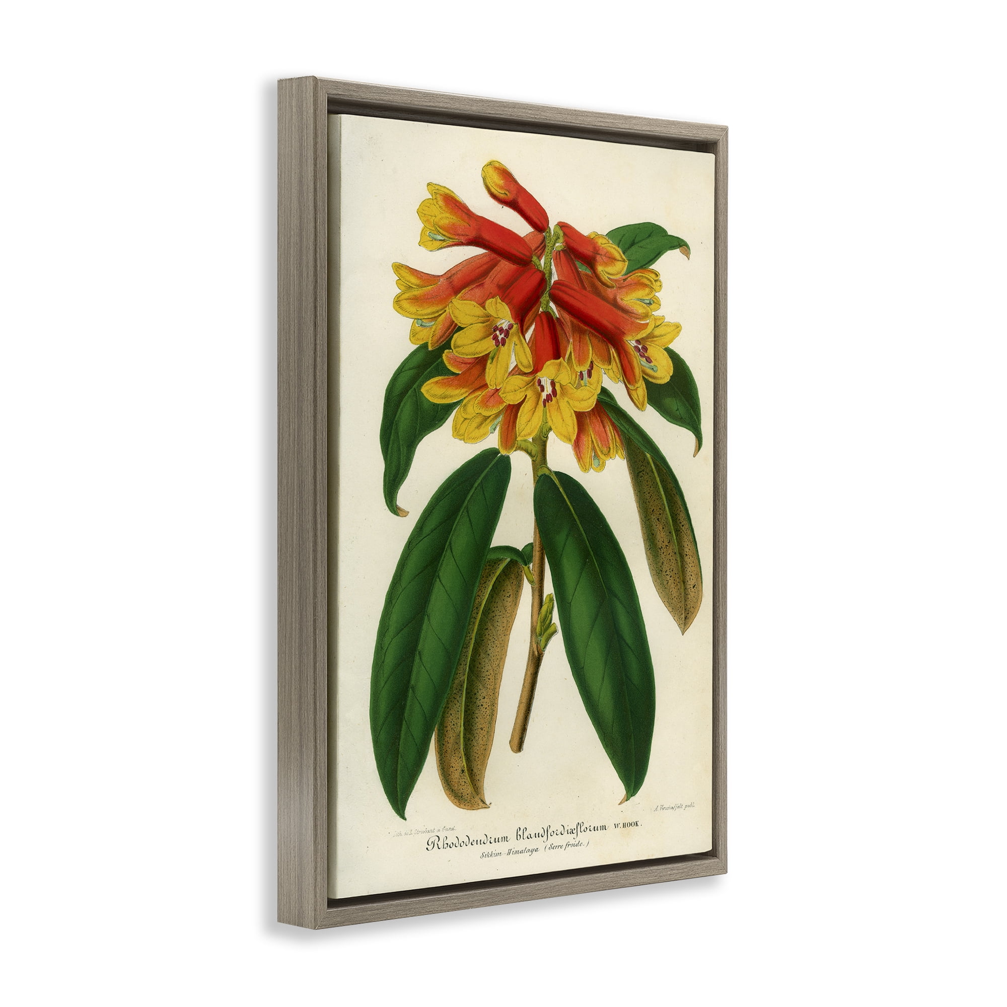Stupell Industries Orange Yellow Rhododendron Brown Framed Floater Canvas Wall Art, design by Print Collection